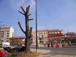 Potatura degli alberi SBAGLIATA